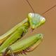 Illustration for article titled Praying Mantis Hesitantly Agrees To Try Girlfriend’s Sexual Fantasy Of Eating His Head During Intercourse